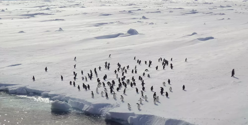Adélie penguins in Terre Adélie
