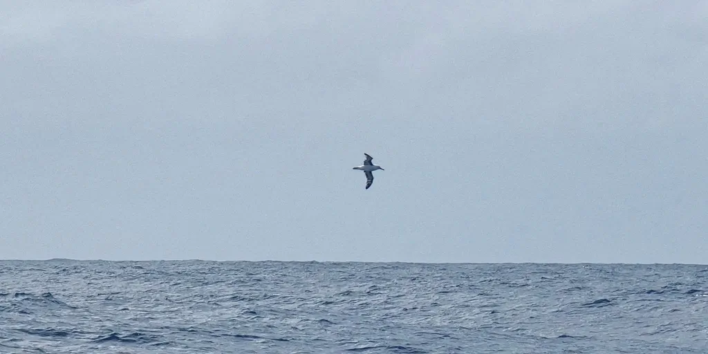 RACE, NOVEMBER 30, 2024 : Photo sent from the boat Biotherm during the Vendee Globe sailing race on November 30, 2024. (Photo by skipper Paul Meilhat)
Albatros