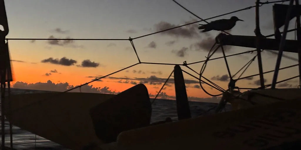 COURSE, 20 JANVIER 2025 : Photo envoyée depuis le bateau La Mie Caline lors de la course à la voile du Vendée Globe le 20 janvier 2025. (Photo du skipper Arnaud Boissières)