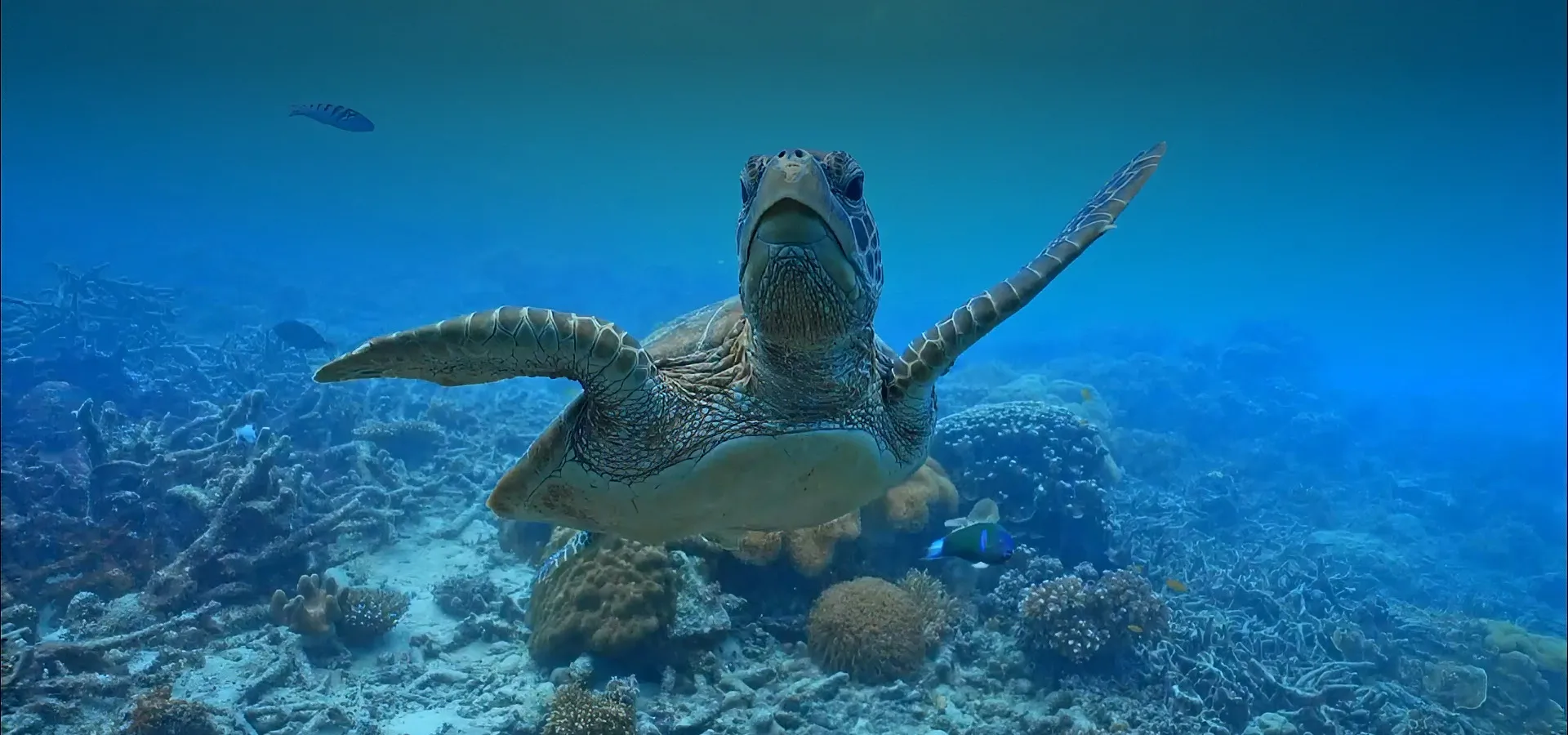 Photo de tortue marine