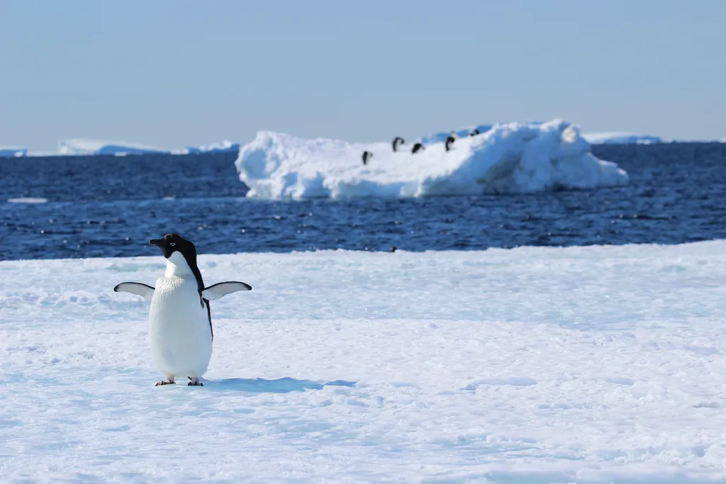 pingouin sur la banquise