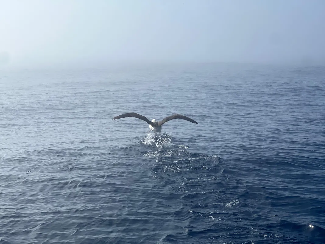 RACE, JANUARY 02, 2025 : Photo sent from the boat L’Occitane en Provence during the Vendee Globe sailing race on January 02, 2025. (Photo by skipper Clarisse Crémer)Albatros and dolphins