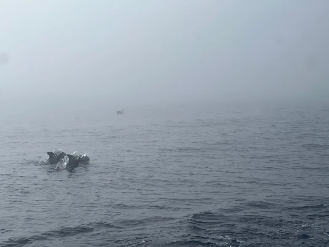 RACE, JANUARY 02, 2025 : Photo sent from the boat L’Occitane en Provence during the Vendee Globe sailing race on January 02, 2025. (Photo by skipper Clarisse Crémer)
Albatros and dolphins