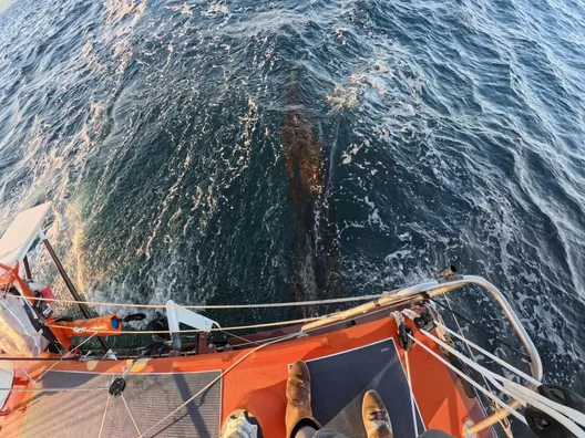 COURSE, 17 JANVIER 2024 : Photo envoyée depuis le bateau Singchain Team Haikou lors de la course à la voile du Vendée Globe le 17 janvier 2024. (Photo du skipper Jingkun Xu) Algues