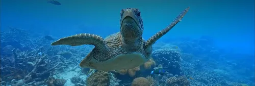 Photo de tortue marine