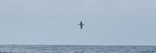 LE 30 NOVEMBRE 2024 : Photo envoyée depuis le bateau Biotherm lors de la course à la voile du Vendée Globe le 30 novembre 2024. (Photo du skipper Paul Meilhat) Albatros