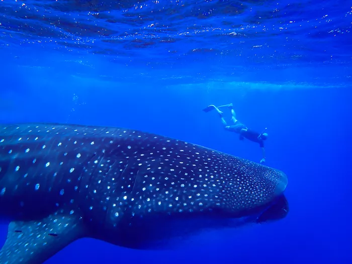Requin baleine (le plus grand poisson du monde)
